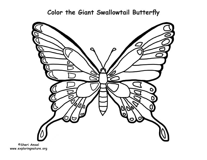 Butterfly (Giant Swallowtail) Coloring Page